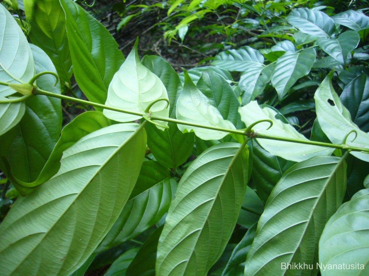 Uncaria elliptica R.Br. ex G.Don